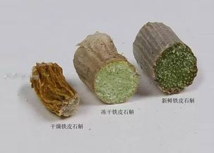 冻干铁皮石斛与传统干燥石斛的对比