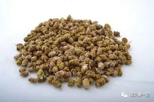 博医产品 铁皮石斛西洋参红景天胶囊 增强免疫力 缓解体力疲劳