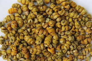 铁皮枫斗怎么吃？解锁多种养生吃法与功效详解